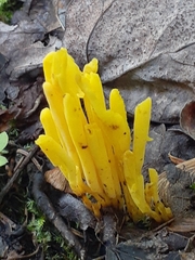 Clavulinopsis