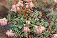 Eriogonum thymoides