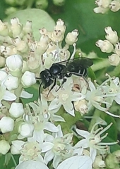 Lasioglossum coriaceum