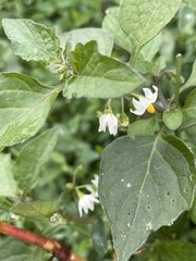 Solanum nigrum