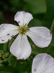 Thysanoptera