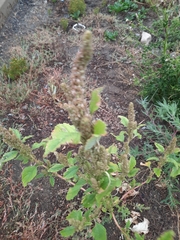 Amaranthus retroflexus