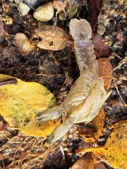 Astacoidea