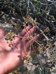 Lomatium rigidum