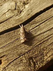 Eudonia heterosalis