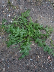 Carduus crispus