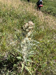 Cirsium hookerianum