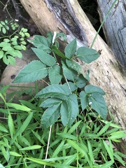 Zizia aurea