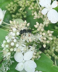 Lasioglossum coriaceum
