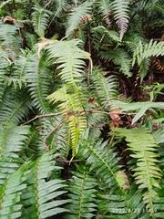 Blechnum capense