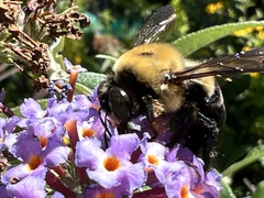Xylocopa virginica virginica