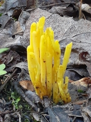 Clavulinopsis