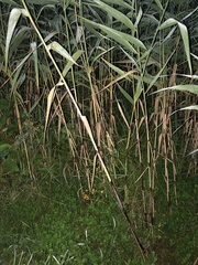 Phragmites australis americanus