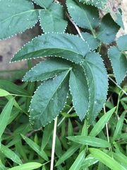 Zizia aurea