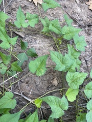 Ipomoea hederacea