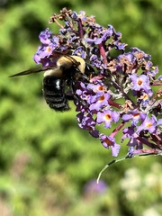 Xylocopa virginica virginica