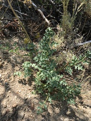 Lomatium rigidum
