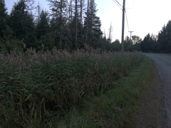 Phragmites australis americanus