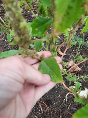 Amaranthus retroflexus