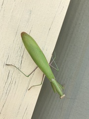 Mantis religiosa