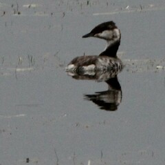 Podiceps auritus