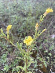 Oenothera parviflora