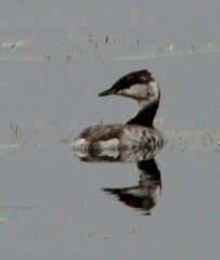 Podiceps auritus