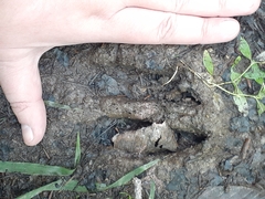 Odocoileus virginianus