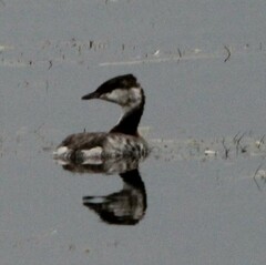 Podiceps auritus