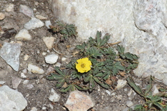 Potentilla gracilis