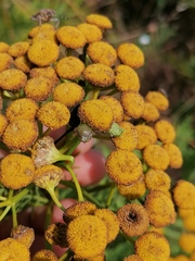 Rhopalomyia tanaceticola