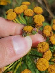 Rhopalomyia tanaceticola