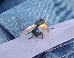 Mesembrina meridiana