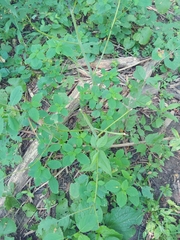 Impatiens pallida