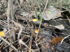 Mycena crocea
