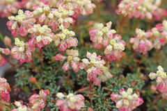 Eriogonum thymoides