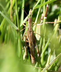 Pseudochorthippus parallelus