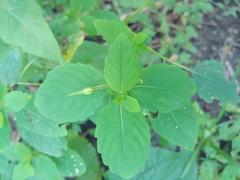 Impatiens pallida