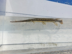 Lepisosteus osseus