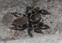 Maratus griseus