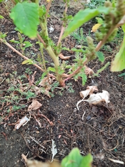 Amaranthus retroflexus