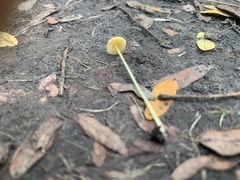 Mycena crocea