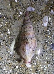 Ophiodermella inermis