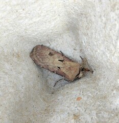 Agrotis exclamationis