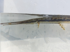 Lepisosteus osseus