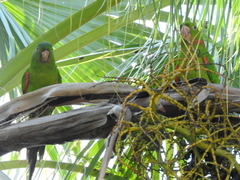 Psittacara leucophthalmus