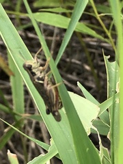 Melanoplini