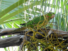 Psittacara leucophthalmus