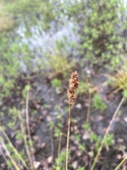 Carex vulpinoidea