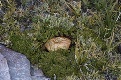 Neolentinus ponderosus